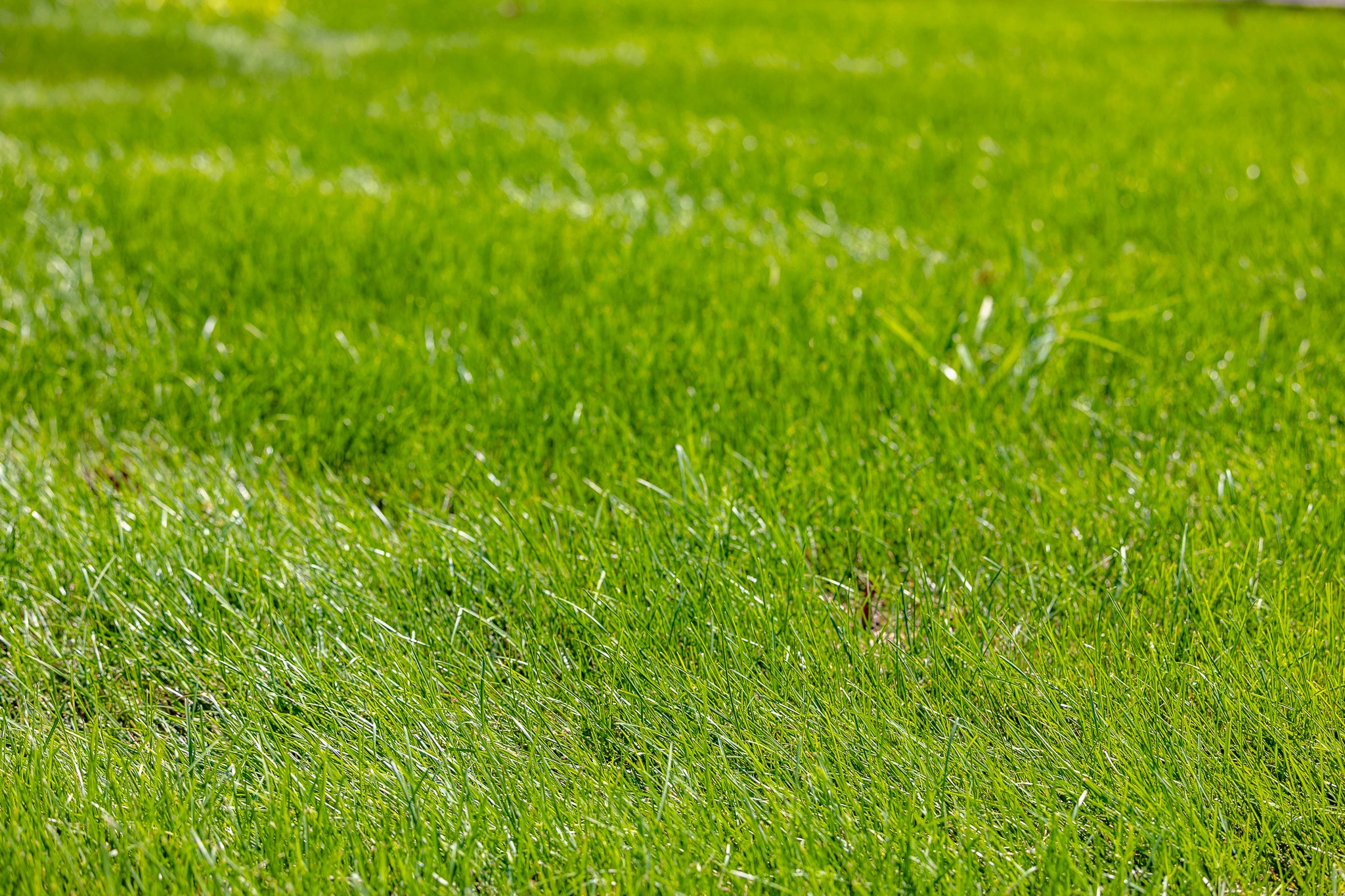 Spring Into Action: Essential Lawn Care Tips for a Beautiful Yard