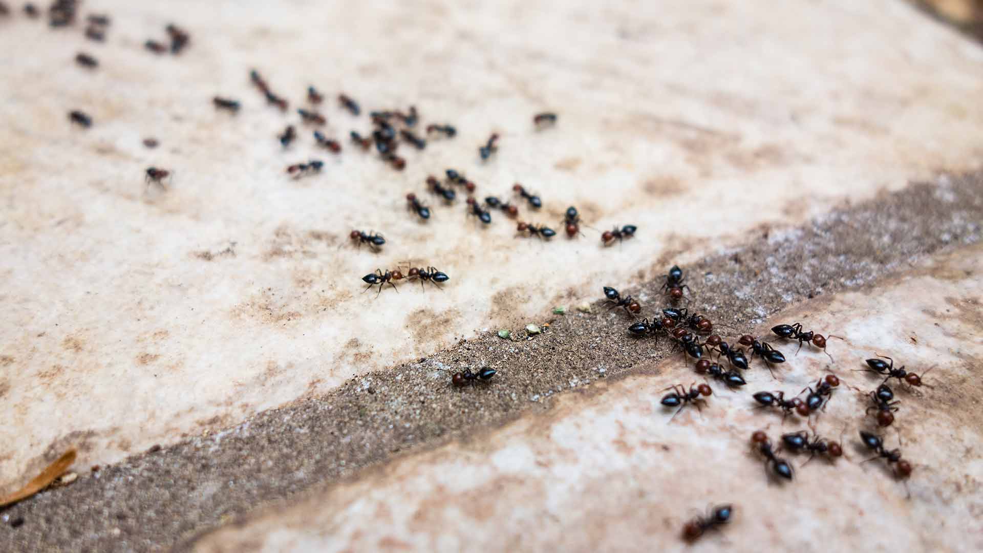 Ants crawling on concrete steps outside a home in Carmel, IN.