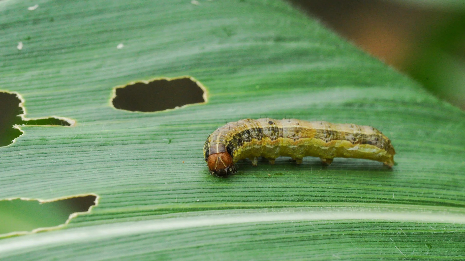 An armyworm eating a leaf and causing issues near Indianapolis, IN.