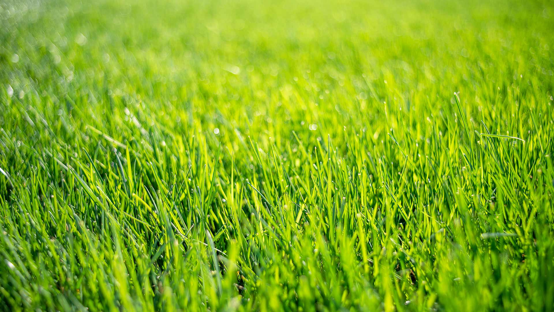 Beautiful, green lawn grass in the sunlight near Carmel, Indiana.