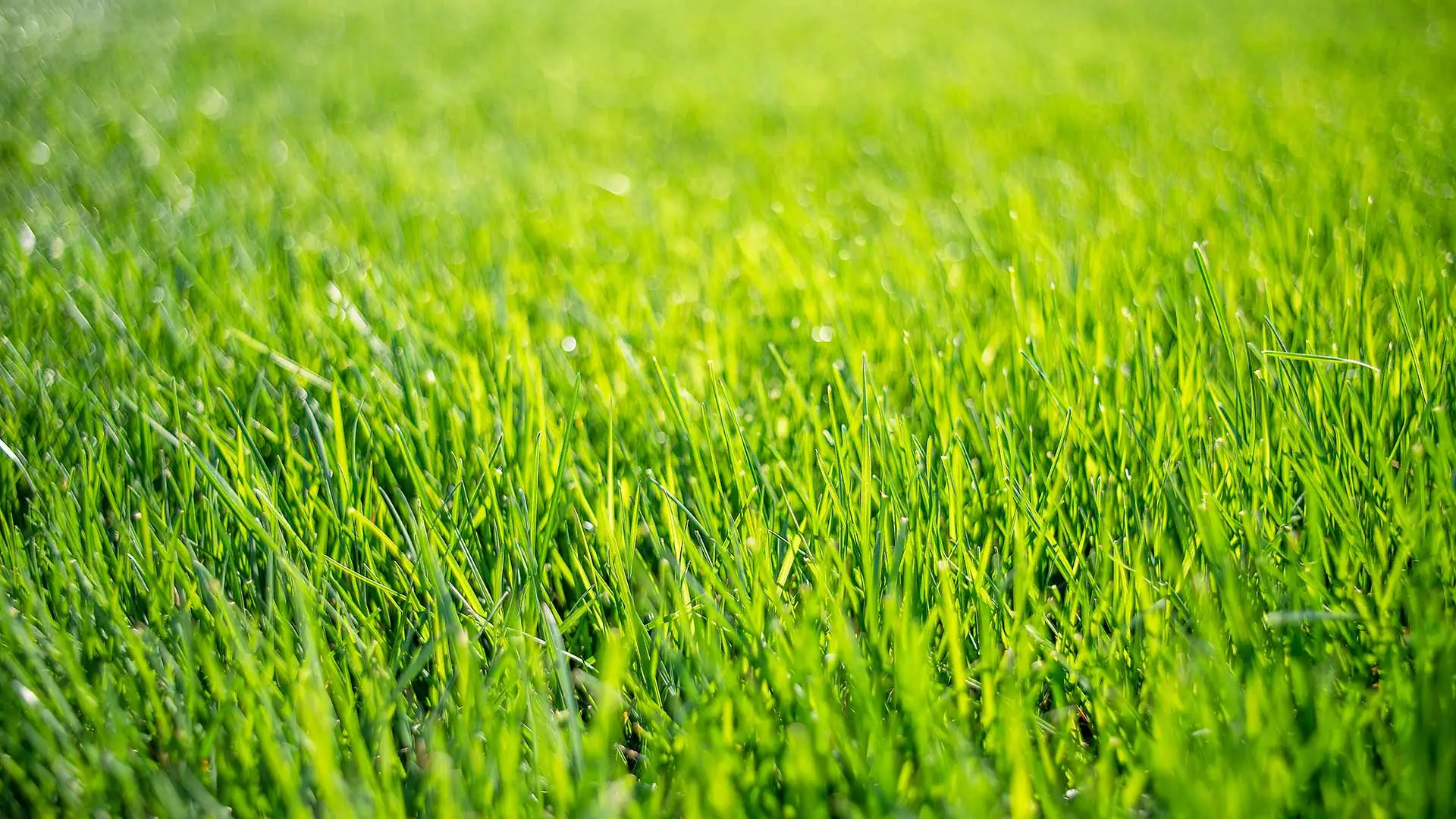 Beautiful, green lawn grass in the sunlight near Carmel, Indiana.