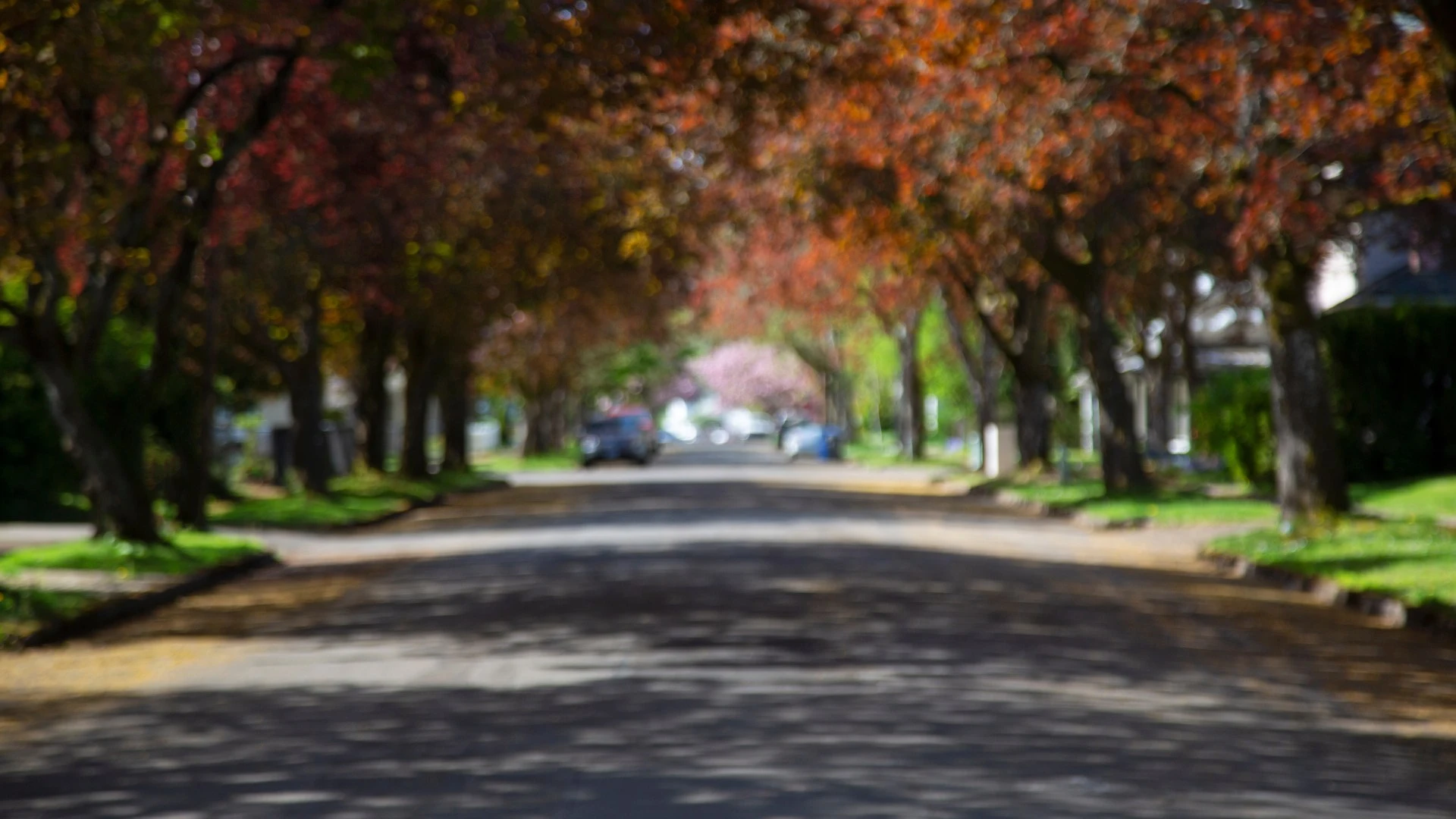 Blurred foliage of neighborhood road in Fishers, IN.