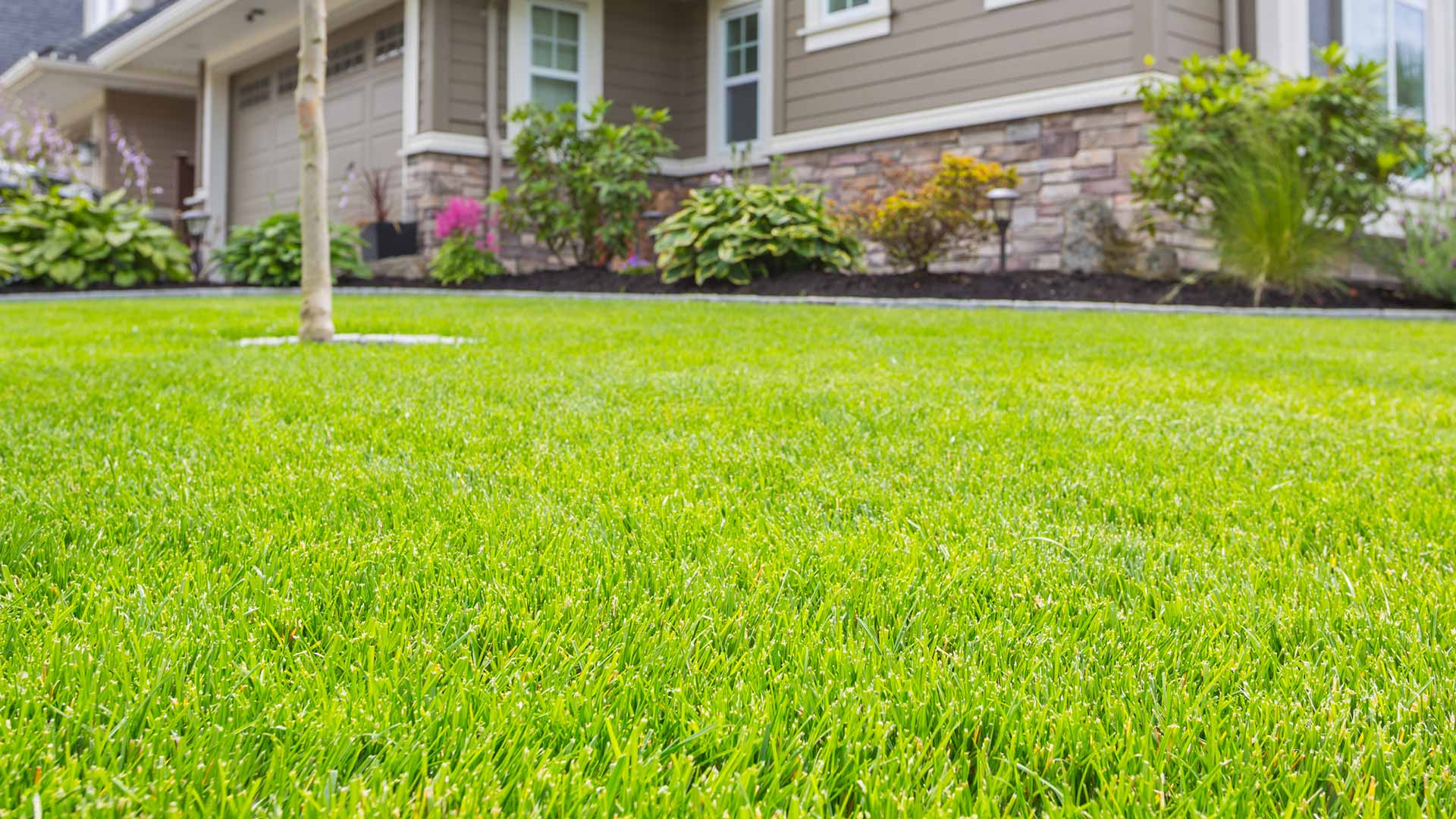 Want a Healthy & Beautiful Lawn? Invest in Fertilization & Weed Control!