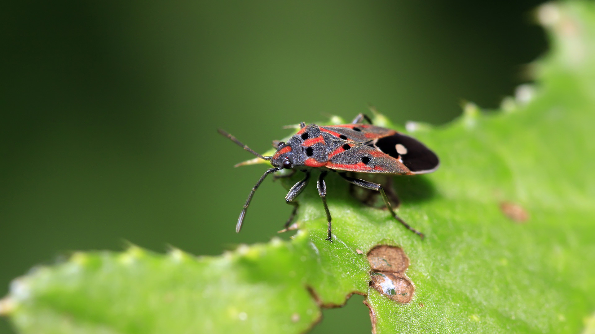 A chinch bug on a damaged leaf in Indianapolis, IN and surrounding areas.