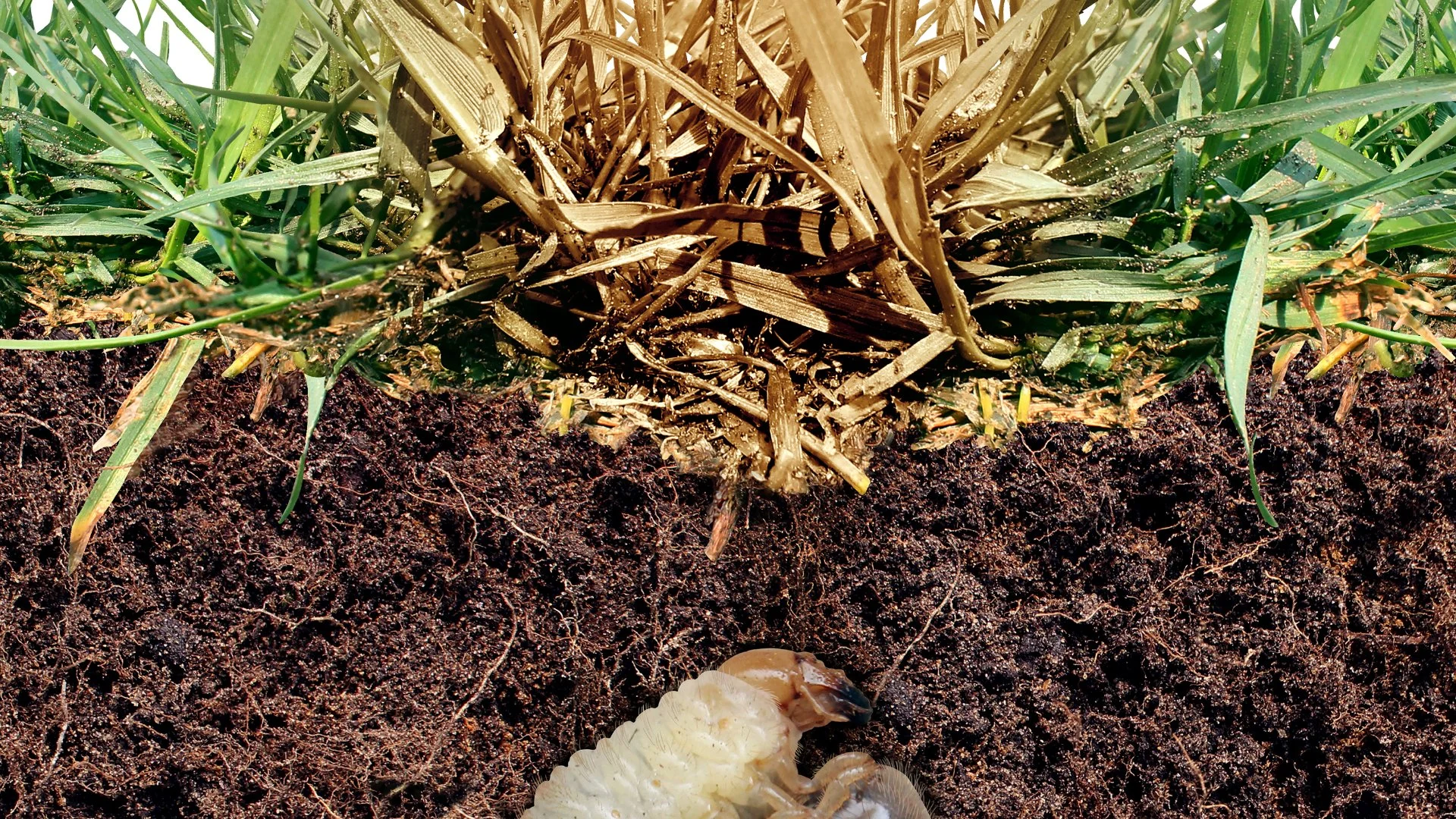 Thinking About Skipping Out on Preventative Grub Control? Think Again!