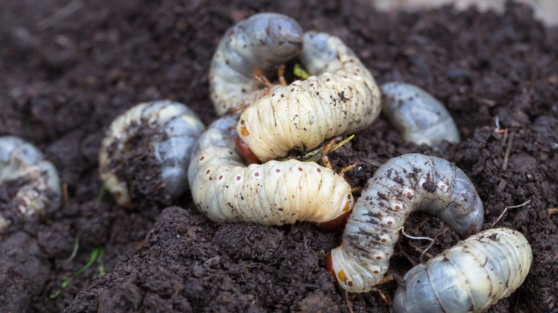 These 4 Signs Could Indicate Your Lawn Is Infested With Grubs!