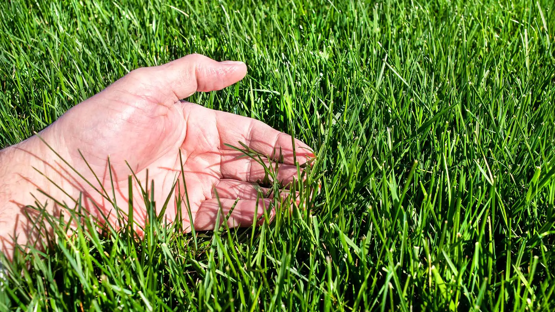 Hand in deep lawn grass near Fishers, Indiana.