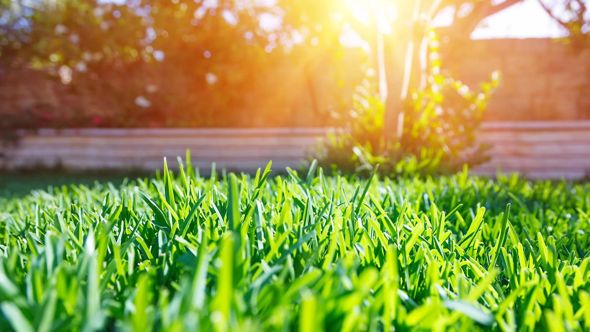 Fall Is Coming - What Should Your Lawn Care Look Like Through the End of the Year?