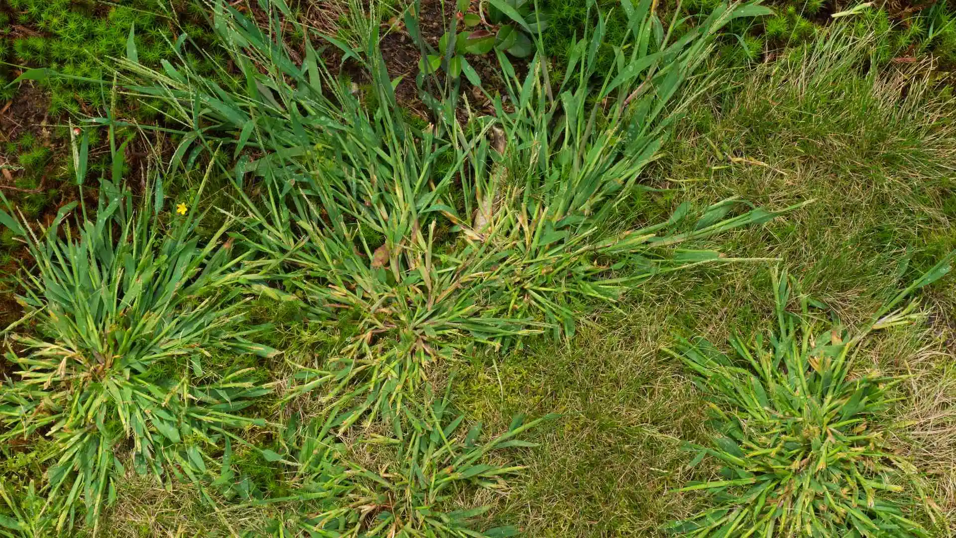 Weed infested lawn in Zionsville, IN.