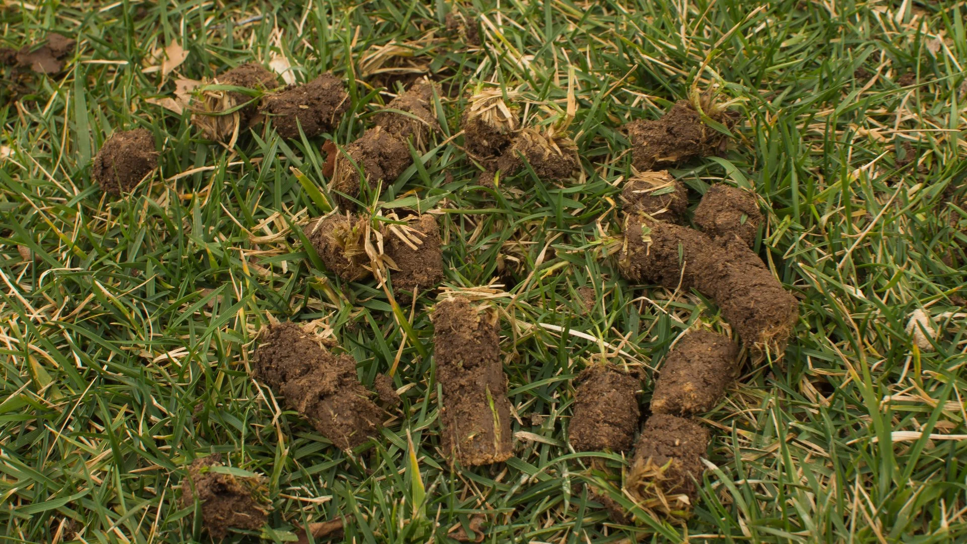 As Fall Approaches, Consider Aeration To Prep Your Lawn for Winter