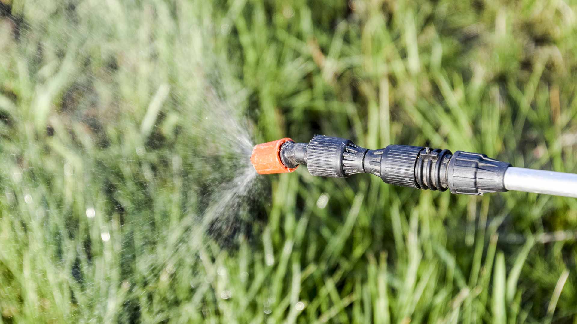 Want a Weed-Free Lawn? Invest in Both Pre- & Post-Emergent Weed Control