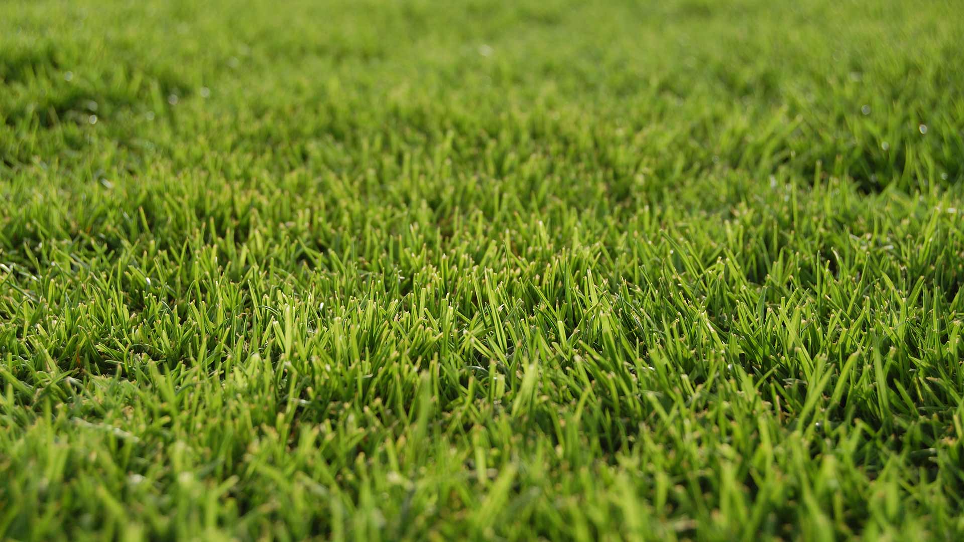 Thick, deep green lawn grass at a home in Carmel, IN.