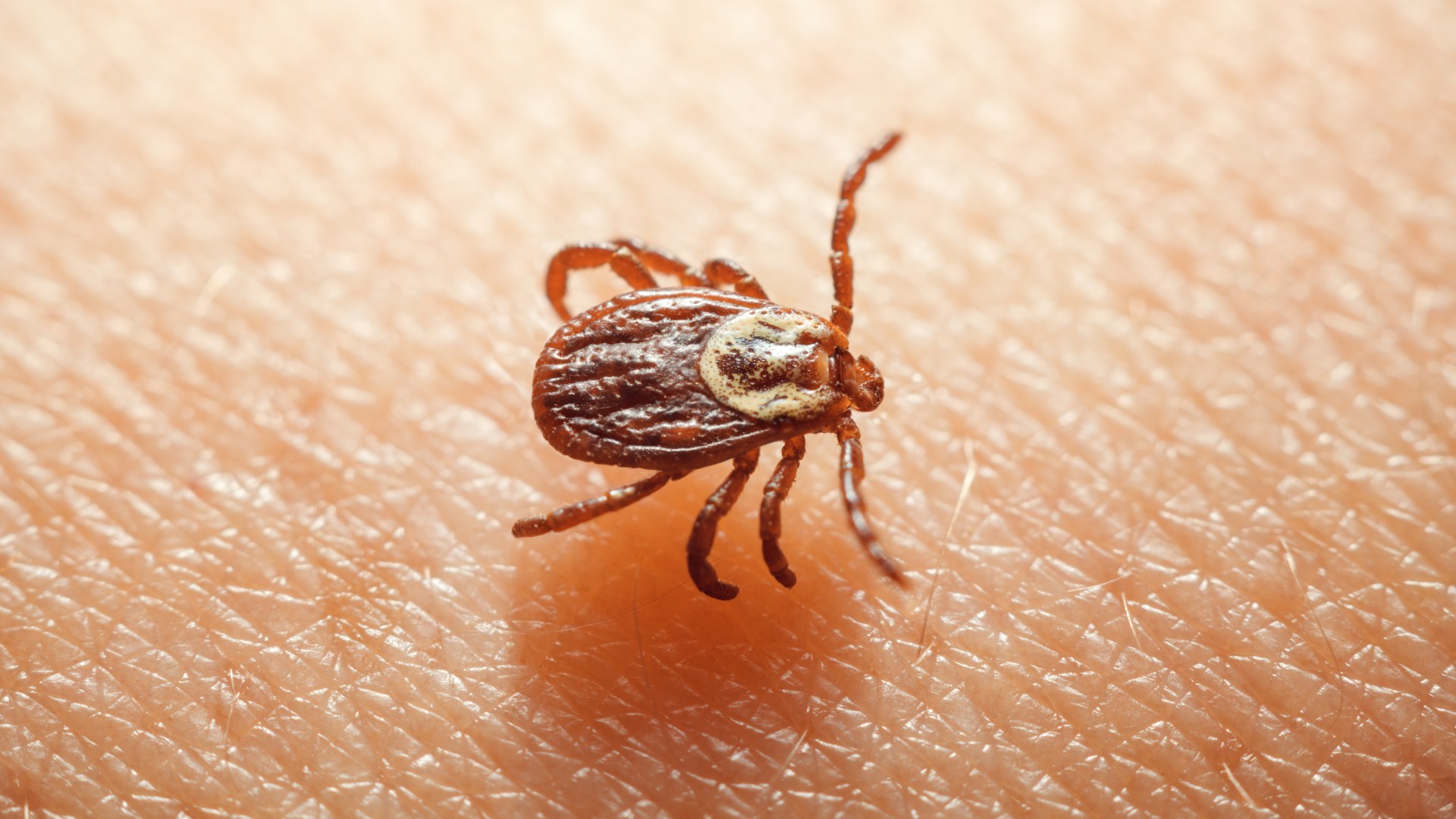 Tick found on home owner in Fishers, IN.
