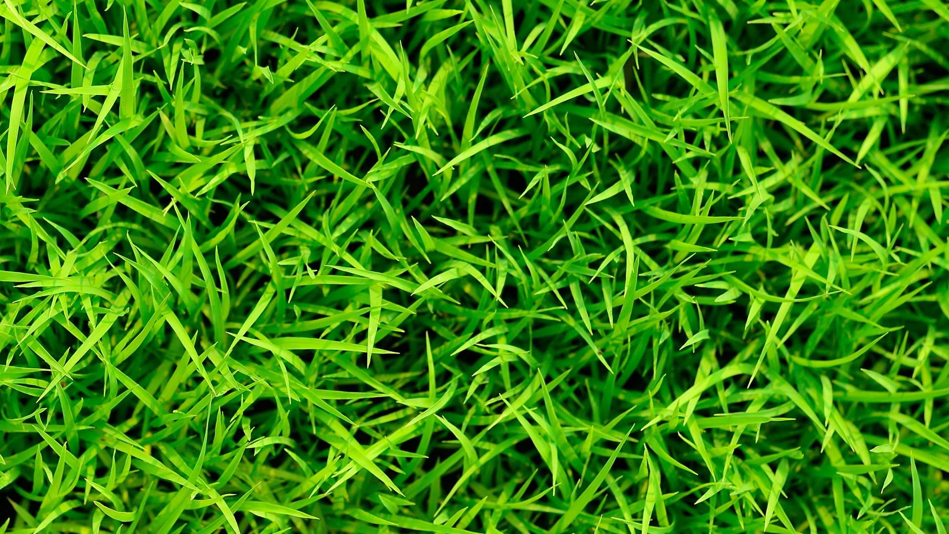 Healthy vibrant green grass blades in Westfield, IN.