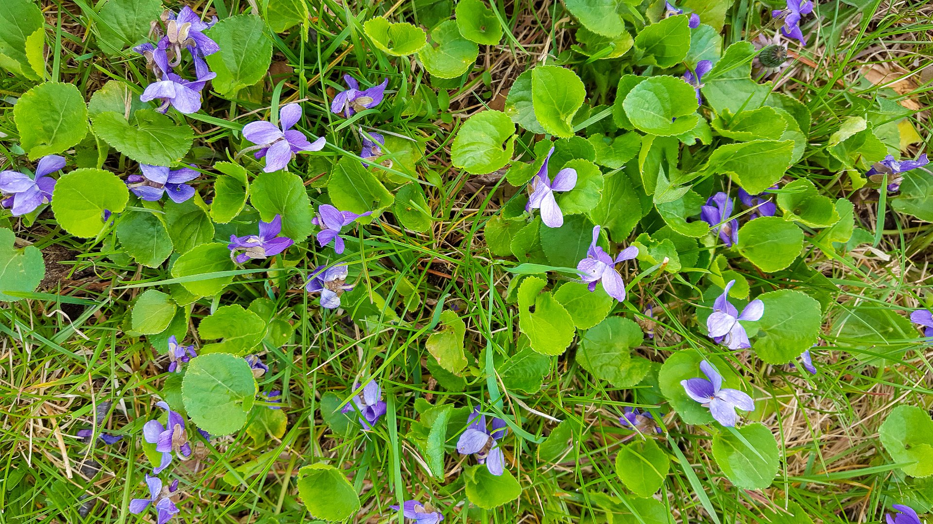 Are You Mistaking Wild Violet Weeds for Pretty Flowers?