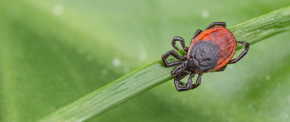 A tick found crawling on grass blade in a lawn in Brownsburg, IN.