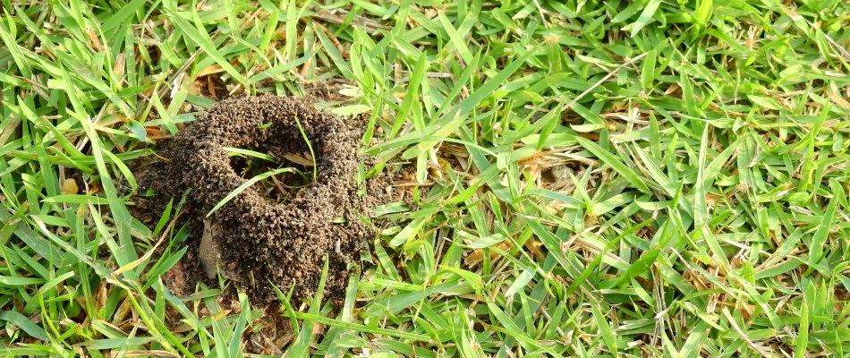 Ant hill found in client's lawn in Whitestown, IN.