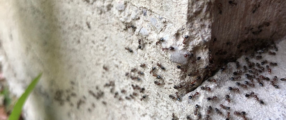 Ants crawling on foundation base of a home in Zionsville, IN.