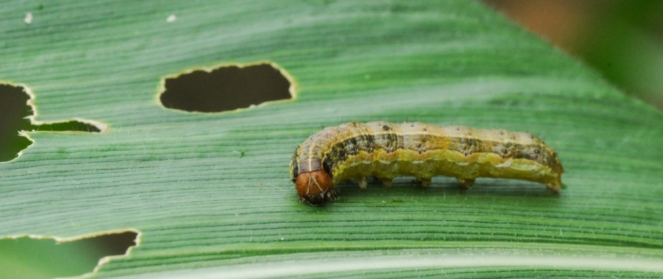 Armyworm eating grass blade in lawn in Westfield, IN.