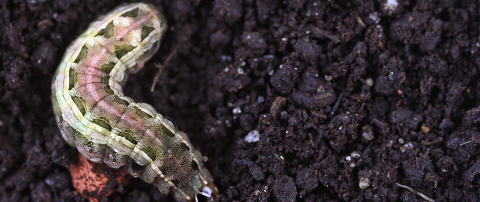 Armyworm in lawn soil in Westfield, IN.