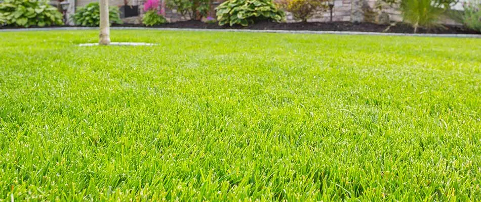 Bright green lawn with healthy, fertilized grass near Carmel, IN.