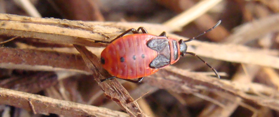 Chinch bug found in debris pile in Carmel, IN.
