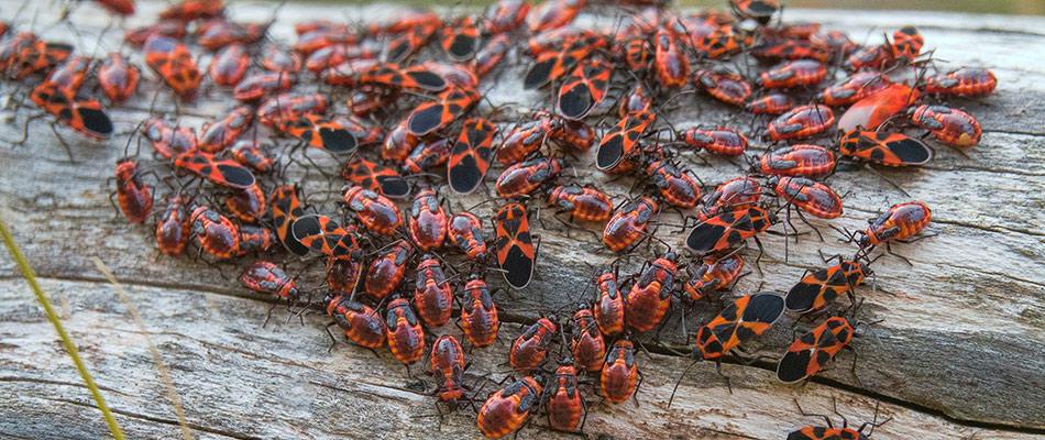 A hord or chinch bugs crawling all over a dead log in Indianapolis, IN.