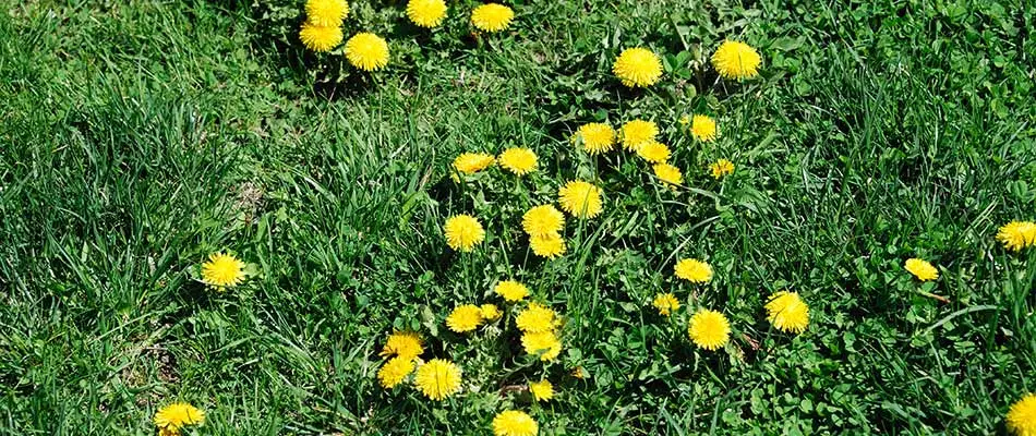 Dandelion weeds growing in a lawn outside Fishers, Indiana.