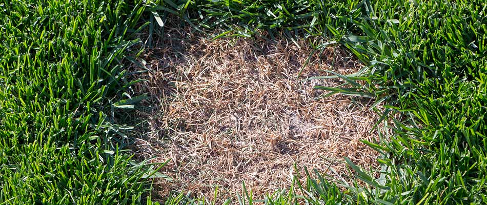 Dollar spot lawn disease found in a yard near Westfield, IN.