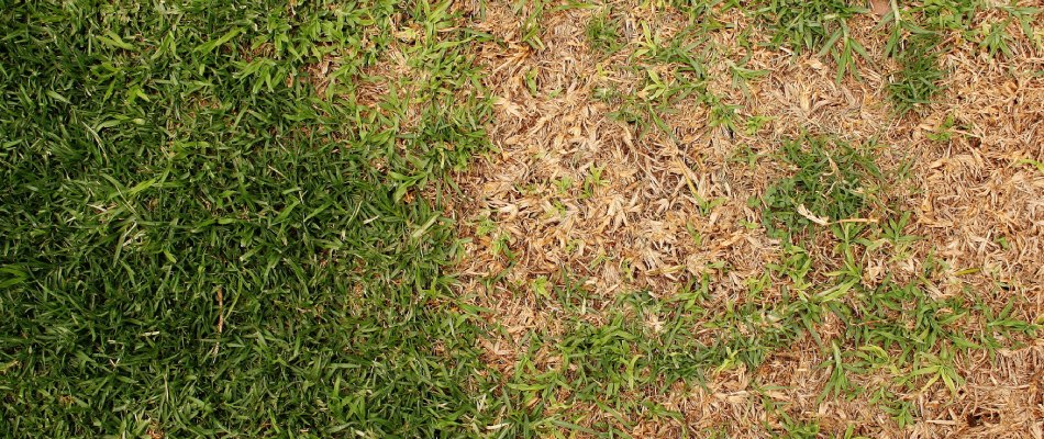 Drying lawn with lawn disease in Zionsville, IN.