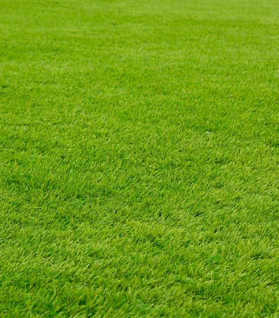 Freshly cut green lawn grass near Zionsville, IN.