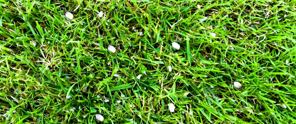 Granular fertilizer pellets spread among lawn in Zionsville, IN.