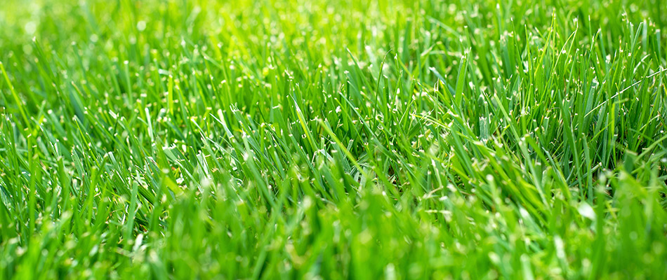 Thick, healthy lawn with blades of freshly cut green grass in Beech Grove, IN.