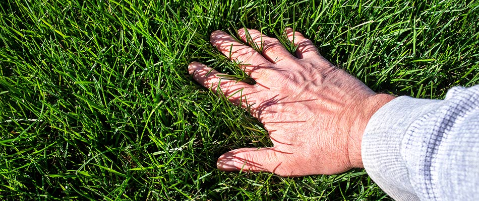 Owner's hand feeling lawn of thick soft grass near Cicero, IN.