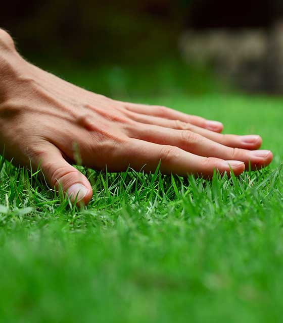 Hand touching green grass in Carmel, IN.