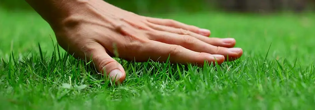 A hand touching healthy green grass near Carmel, IN.