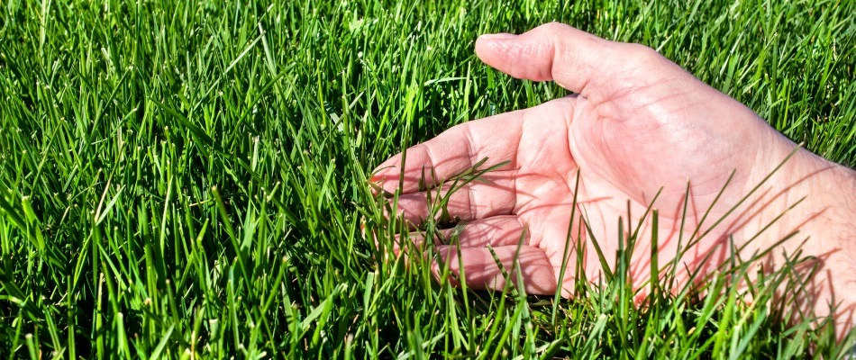 Hands feeling tall fescue grass in lawn in Zionsville, IN.