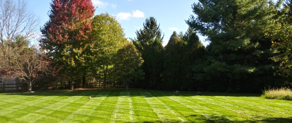 Healthy grown lawn after services done by Turf Kings in Westfield, IN.