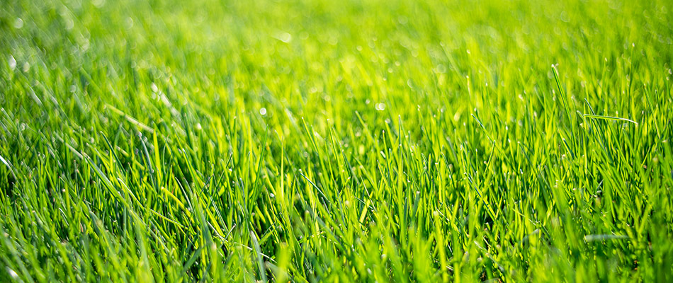 Bright green grass with the first light of the morning sun in Speedway, IN.