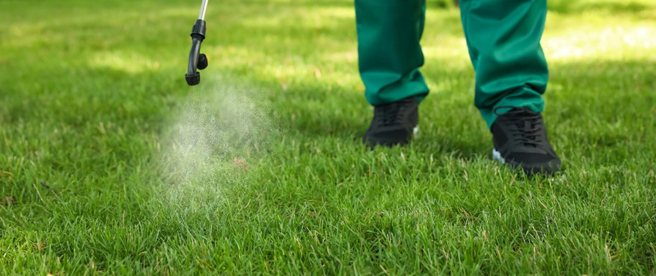 An expert in pest control is spraying an entire lawn to rid it of an armyworm infestation in Indianapolis, IN.
