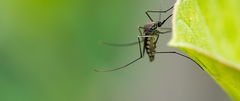 Mosquito perched on a leaf with a deep green blurred environment behind it in Speedway, IN.