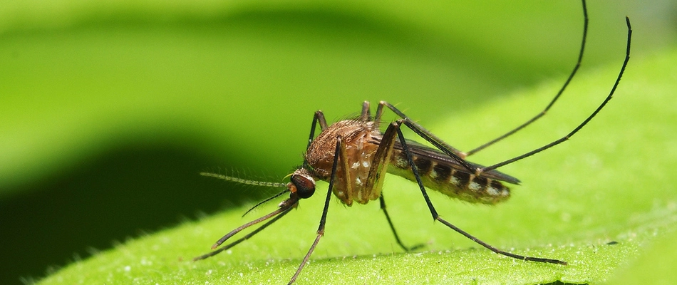 Mosquito on a plant leaf in a landscape in Westfield, IN.