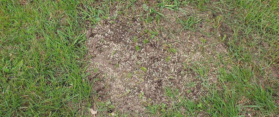 Patchy lawn with overseeding in soil outside Whitestown, IN.