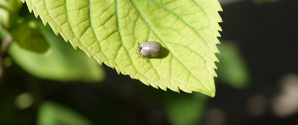 Large brown tick on a green healthy leaf near Beech Grove, IN.