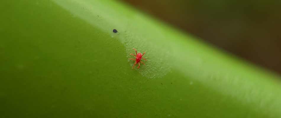 Tiny chigger bug on a green plant outside Fishers, IN.