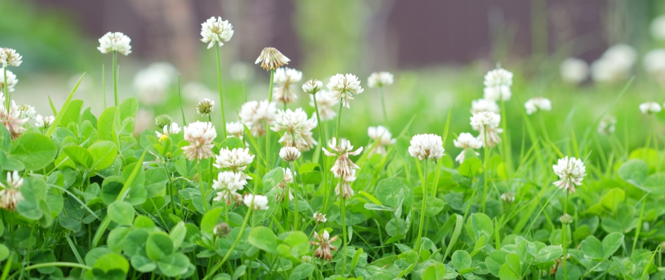 White clover weeds spread among lawn in Whitestown, IN.