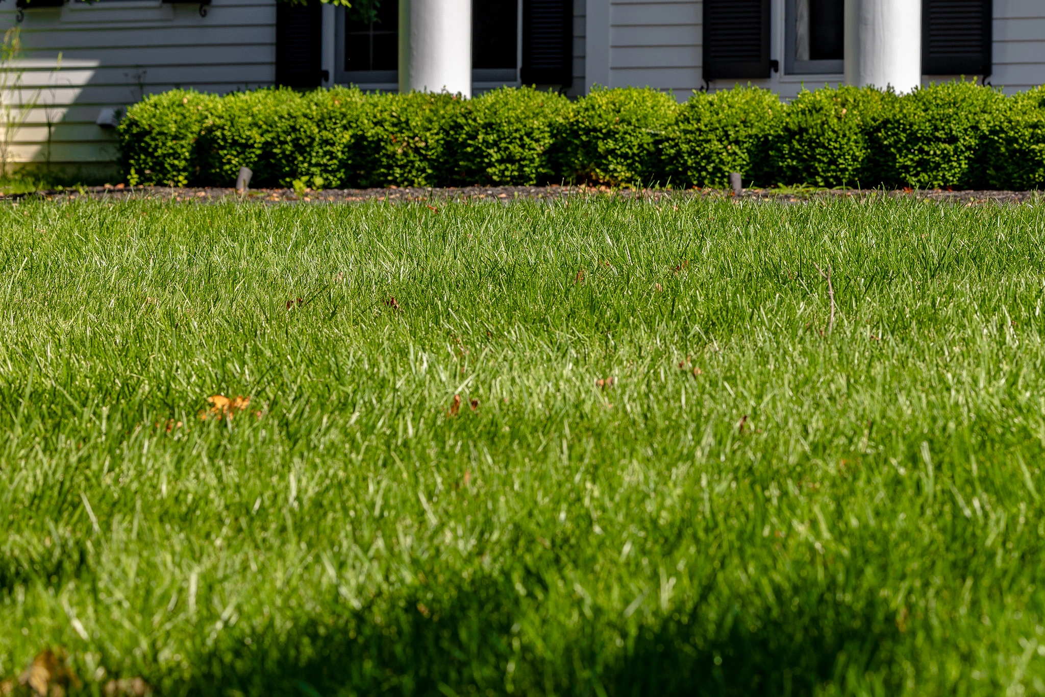 Winter Lawn Care: Defending Your Central Indiana Turf Against Common Diseases